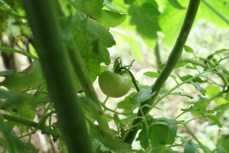 アクティブ菜園