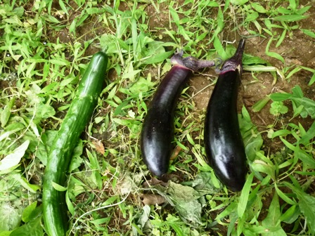 アクティブ菜園